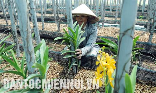 Công nhân chăm sóc lan tại vườn lan Ba Được