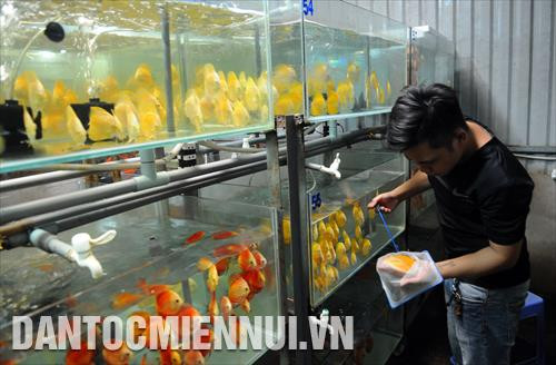 Công ty Cổ phần Sinh vật cảnh Thiên Đức (ấp Tiền, xã Tân Thông Hội, huyện Củ Chi) hiện nuôi hàng ngàn loại cá kiểng mang lại hiệu quả kinh tế cao, xuất khẩu sang các nước châu Á, châu Âu và Mỹ; đồng thời, cung cấp cá giống và hướng dẫn chuyển giao kỹ thuật cho bà con nông dân trên địa bàn. Trong ảnh: Công nhân của công ty chăm sóc cá kiểng