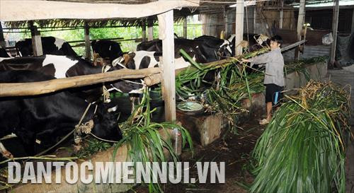 Trang trại bò sữa của ông Nguyễn Văn Đực ở ấp Hậu (xã Tân Thông Hội, huyện Củ Chi) hiện có gần 20 con bò, mỗi ngày thu hoạch từ 50-60kg sữa, mang lại nguồn thu từ 15-20 triệu đồng mỗi tháng