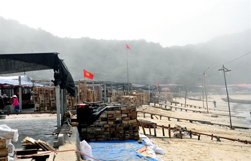 Khu vực chế biến sứa ở thị trấn Cô Tô. Khu vực chế biến sứa ở thị trấn Cô Tô.