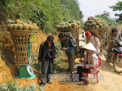 Thương lái thu mua dứa tại xã Bản Lầu. Ảnh: Lục Văn Toán - TTXVN Thương lái thu mua dứa tại xã Bản Lầu. Ảnh: Lục Văn Toán - TTXVN