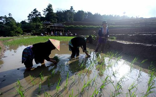 Người dân lấy nước vào ruộng chuẩn bị cho vụ lúa mới tại xã Tả Lèng, huyện Tam Đường tỉnh Lai Châu. Ảnh: Quý Trung - TTXVN Để có những thửa ruộng bậc thang chạy dài uốn quanh sườn núi là công sức của bao đời của nhân dân các vùng núi cao. Ảnh: Quý Trung - TTXVN Người dân tập trung cấy trên những cánh đồng đã đầy no nước trời tại xã Tả Lèng huyện Tam Đường tỉnh Lai Châu. Ảnh: Quý Trung - TTXVN Nhiều hộ dân có điều kiện đầu tư máy cầy để phục vụ cho một vụ mùa mới. Ảnh: Quý Trung - TTXVN Những cơn mưa lớn mang dòng nước nguồn từ trên các ngọn núi đổ xuống những ruộng bậc thang tạo thành những vệt màu đa sắc, càng làm sống động bức tranh bình dị của xã Tà Lèng, huyện Tam Đường tỉnh Lai Châu. Ảnh: Quý Trung - TTXVN Người dân lấy nước vào ruộng chuẩn bị cho vụ lúa mới tại xã Tả Lèng, huyện Tam Đường tỉnh Lai Châu. Ảnh: Quý Trung - TTXVN Để có những thửa ruộng bậc thang chạy dài uốn quanh sườn núi là công sức của bao đời của nhân dân các vùng núi cao. Ảnh: Quý Trung - TTXVN Người dân tập trung cấy trên những cánh đồng đã đầy no nước trời tại xã Tả Lèng huyện Tam Đường tỉnh Lai Châu. Ảnh: Quý Trung - TTXVN Nhiều hộ dân có điều kiện đầu tư máy cầy để phục vụ cho một vụ mùa mới. Ảnh: Quý Trung - TTXVN Những cơn mưa lớn mang dòng nước nguồn từ trên các ngọn núi đổ xuống những ruộng bậc thang tạo thành những vệt màu đa sắc, càng làm sống động bức tranh bình dị của xã Tà Lèng, huyện Tam Đường tỉnh Lai Châu. Ảnh: Quý Trung - TTXVN