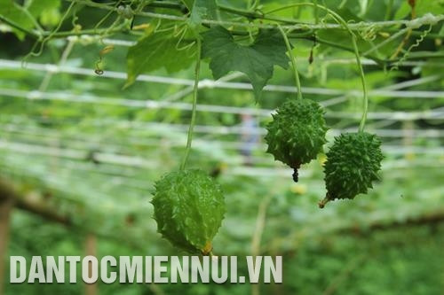 Mướp đắng rừng – một loại cây hàng hóa đem lại thu nhập ổn định cho bà con ở thôn Nà Lìn, xã Địa Linh