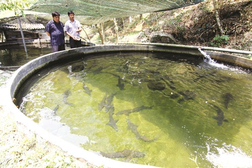 Cá tầm có thể nuôi trong bể làm bằng xi măng hoặc nuôi trong lồng bằng gỗ