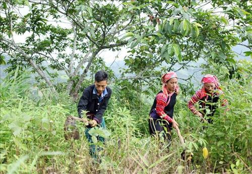 Người dân bản Nậm Xả, xã Bum Tở, huyện Mường Tè, phát cỏ gianh tạo đường băng phòng cháy chữa cháy bảo vệ rừng. Ảnh: Quý Trung - TTXVN