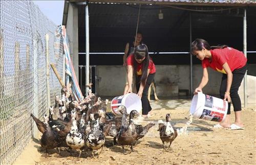 Học sinh trường Phổ thông dân tộc bán trú THCS Sa Dung tăng gia sản xuất. Ảnh: Xuân Tư – TTXVN