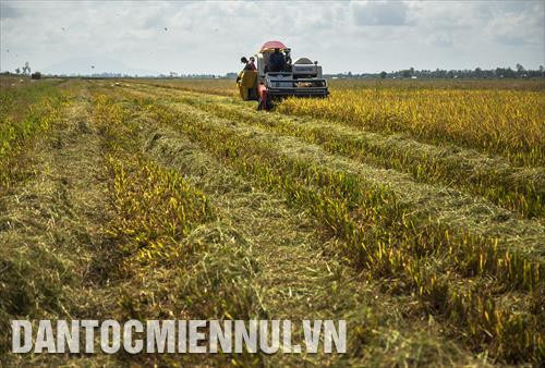 Nông dân Giang Thành thu hoạch lúa Nông dân Giang Thành thu hoạch lúa