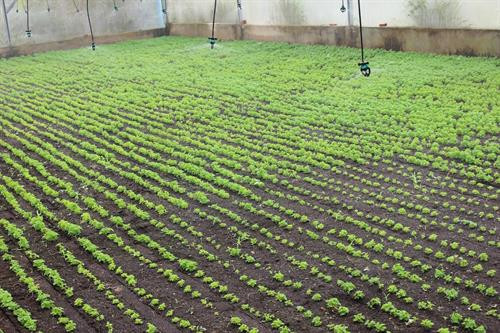 Vườn rau càng cua được 12 ngày tuổi của ông Thọ.Ảnh : danviet.vn Vườn rau càng cua được 12 ngày tuổi của ông Thọ.Ảnh : danviet.vn