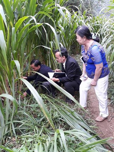 Huyện Mèo Vạc chuyển đổi được 83 ha đất trồng ngô kém hiệu quả sang trồng cỏ nuôi bò. Ảnh: khuyennongvn.gov.vn Huyện Mèo Vạc chuyển đổi được 83 ha đất trồng ngô kém hiệu quả sang trồng cỏ nuôi bò. Ảnh: khuyennongvn.gov.vn