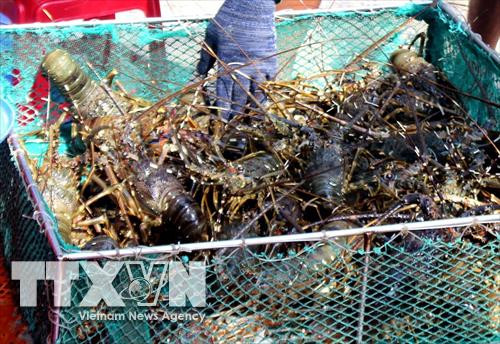 Hình minh họa - Tôm hùm thương phẩm. Ảnh: Thế Lập – TTXVN