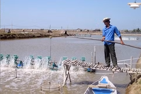 Mô hình nuôi tôm thẻ chân trắng thâm canh có nhiều ưu điểm như: nuôi được mật độ cao, kích cỡ tôm lớn, tăng năng suất, hạn chế dịch bệnh... Ảnh minh họa: Internet.