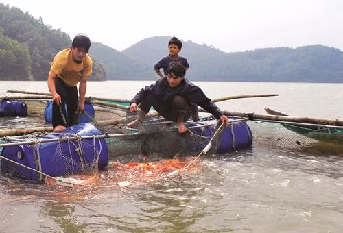 Kỹ thuật nuôi cá điêu hồng ảnh 1 Kỹ thuật nuôi cá điêu hồng ảnh 1
