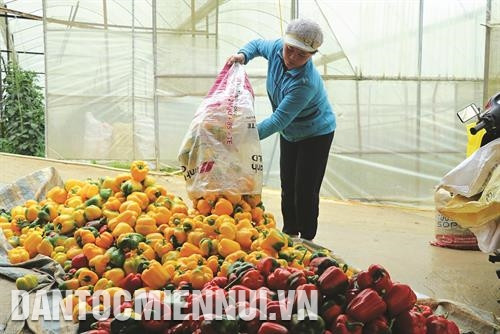 Nhờ điều kiện tự nhiên thuận lợi, đẩy mạnh ứng dụng công nghệ cao và xây dựng chuỗi sản xuất - tiêu thụ sản phẩm nên giá trị, hiệu quả sản xuất rau củ quả tại tỉnh Lâm Đồng không ngừng được nâng lên. Ảnh: Chu Quốc Hùng