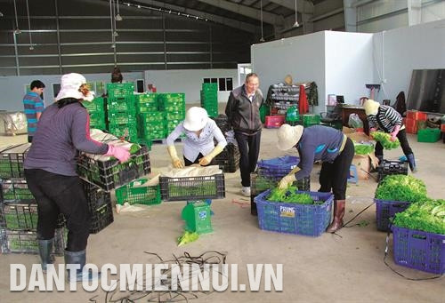 Hợp tác xã Hoa Anh Đào kiểm tra chất lượng, đóng gói rau quả trước khi chuyển tới khách hàng trong và ngoài nước. Ảnh: Chu Quốc Hùng