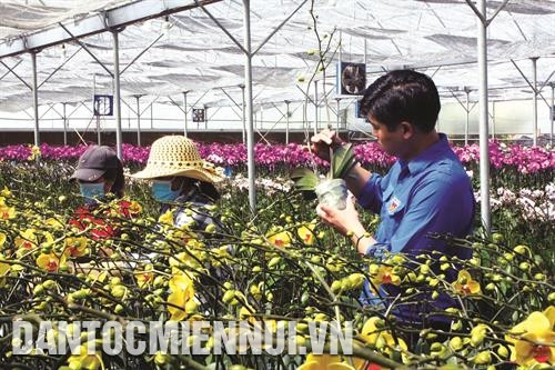 Gắn kết sản xuất và phân phối sản phẩm giúp cho người trồng hoa ở thành phố Đà Lạt chủ động được sản lượng và thị trường tiêu thụ. Ảnh: Chu Quốc Hùng