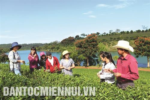 Vườn trà của Công ty trà Tâm Châu vừa sản xuất vừa kết hợp làm du lịch canh nông. Ảnh: Chu Quốc Hùng