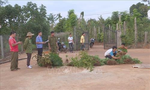 Lực lượng chức năng kiểm đếm số cây cần sa trồng trái phép trong vườn nhà bà Bùi Thị Kim Loan. Ảnh: TTXVN Lực lượng chức năng kiểm đếm số cây cần sa trồng trái phép trong vườn nhà bà Bùi Thị Kim Loan. Ảnh: TTXVN