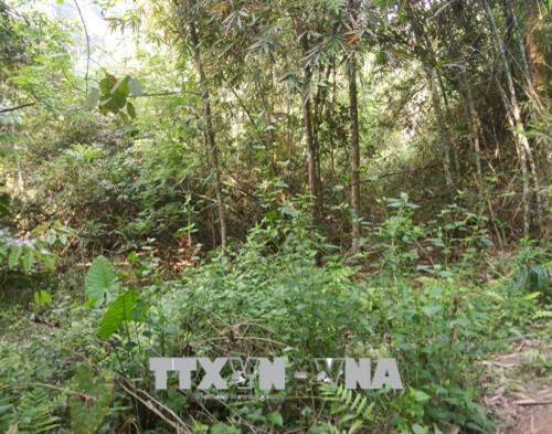 Loài thực vật xâm lấn cây trinh nữ mọc tại Khu bảo tồn thiên nhiên Pù Hu. Ảnh: Nguyễn Nam-TTXVN Loài thực vật xâm lấn cây trinh nữ mọc tại Khu bảo tồn thiên nhiên Pù Hu. Ảnh: Nguyễn Nam-TTXVN