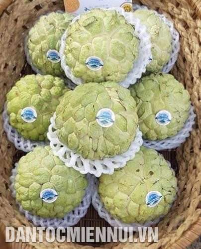 Mãng cầu Bà Đen sản xuất theo tiêu chuẩn VietGAP, GlobalGAP đạt tiêu chuẩn xuất khẩu. Ảnh: Lê Đức Hoảnh Mãng cầu Bà Đen sản xuất theo tiêu chuẩn VietGAP, GlobalGAP đạt tiêu chuẩn xuất khẩu. Ảnh: Lê Đức Hoảnh