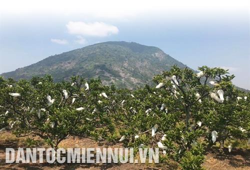 Toàn tỉnh Tây Ninh hiện có khoảng 5.000 ha mãng cầu, được trồng tập trung quanh khu vực núi Bà Đen và một số xã thuộc các huyện: Tân Châu, Dương Minh Châu. Ảnh: Lê Đức Hoảnh Toàn tỉnh Tây Ninh hiện có khoảng 5.000 ha mãng cầu, được trồng tập trung quanh khu vực núi Bà Đen và một số xã thuộc các huyện: Tân Châu, Dương Minh Châu. Ảnh: Lê Đức Hoảnh