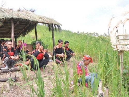 Lễ cúng lúa trổ bông (Ảnh: internet).