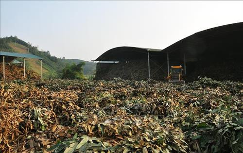 Lá quế được thu mua để chế biến thành tinh dầu tại xã Đào Thịnh, huyện Trấn Yên, tạo việc làm cho người dân. Ảnh: Đinh Thùy – TTXVN