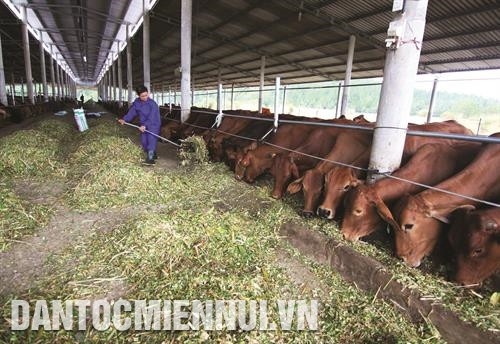 Chuồng trại cần thoáng mát. Ảnh: Vũ Sinh Chuồng trại cần thoáng mát. Ảnh: Vũ Sinh