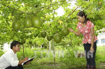 Cán bộ kỹ thuật Trung tâm kiểm tra độ sinh trưởng của quả gấc lai ở tỉnh Cao Bằng. Anh Tuấn - TTXVN Cán bộ kỹ thuật Trung tâm kiểm tra độ sinh trưởng của quả gấc lai ở tỉnh Cao Bằng. Anh Tuấn - TTXVN