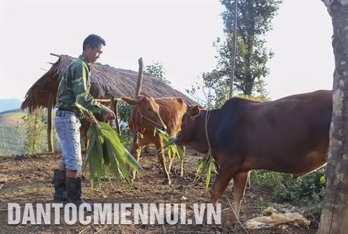 Bà con dân tộc Mông ở xã vùng cao Sa Dung, huyện Điện Biên Đông phát triển kinh tế gia đình từ việc nhận hỗ trợ giống vật nuôi. Ảnh: Xuân Tư Từ bò giống được hỗ trợ kinh phí theo Chương trình 135, nhiều hộ đồng bào dân tộc đã nhân đàn lên 2 - 3 con. Ảnh: Xuân Tư Nhiều bản làng khang trang hơn nhờ thực hiện tốt các chương trình, dự án xóa đói giảm nghèo. Ảnh: Xuân Tư