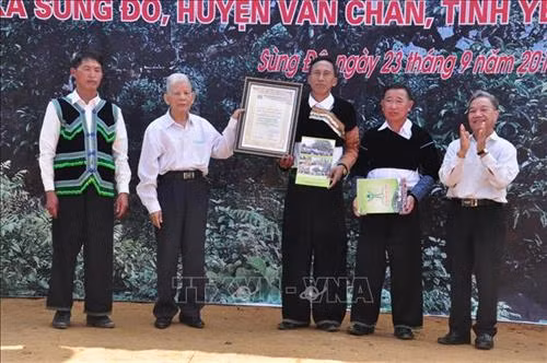 Hội Bảo vệ Thiên nhiên và Môi trường Việt Nam trao Bằng công nhận quần thể Cây Di sản Việt Nam chè Shan tuyết Giàng Pằng cho xã Sùng Đô, huyện Văn Chấn (Yên Bái). Ảnh: TTXVN