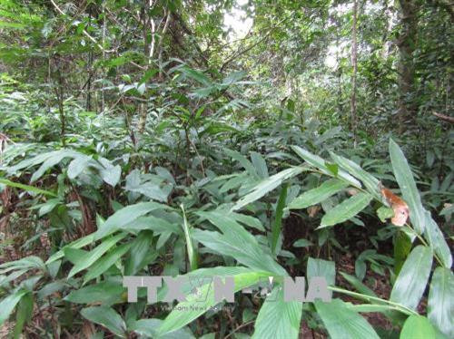 Cây Ba Kích và Sa nhân tím mọc trong núi rừng Khu bảo tồn thiên nhiên Pù Hu. Ảnh: Nguyễn Nam-TTXVN Cây Ba Kích và Sa nhân tím mọc trong núi rừng Khu bảo tồn thiên nhiên Pù Hu. Ảnh: Nguyễn Nam-TTXVN