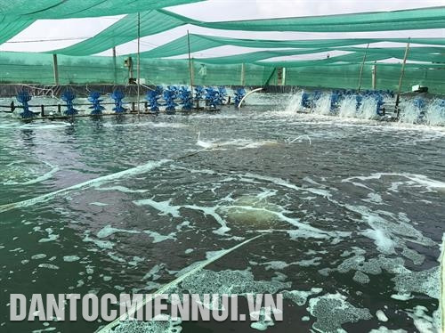 Tôm được ương trong ao có mái che để giảm nhiệt độ và ổn định môi trường nước, có lắp đặt hệ thống quạt ô xy, xy – phông đáy. Tôm được ương trong ao có mái che để giảm nhiệt độ và ổn định môi trường nước, có lắp đặt hệ thống quạt ô xy, xy – phông đáy.