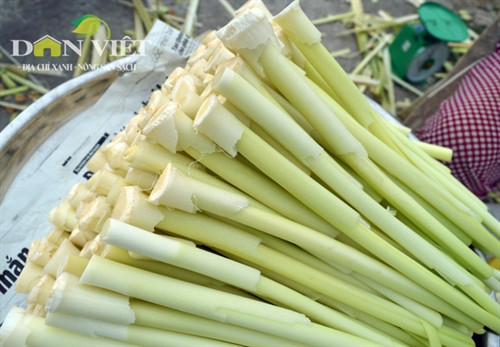 Giòn ngon dưa bồn bồn đặc sản Đất Mũi ảnh 5