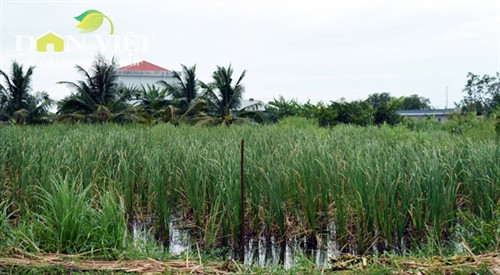 Giòn ngon dưa bồn bồn đặc sản Đất Mũi ảnh 2