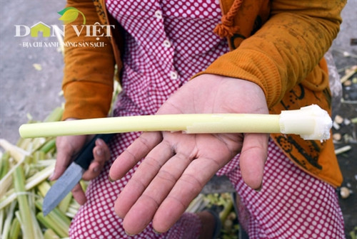 Giòn ngon dưa bồn bồn đặc sản Đất Mũi ảnh 4