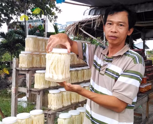 Giòn ngon dưa bồn bồn đặc sản Đất Mũi ảnh 7 Giòn ngon dưa bồn bồn đặc sản Đất Mũi ảnh 7