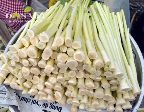 Giòn ngon dưa bồn bồn đặc sản Đất Mũi ảnh 1