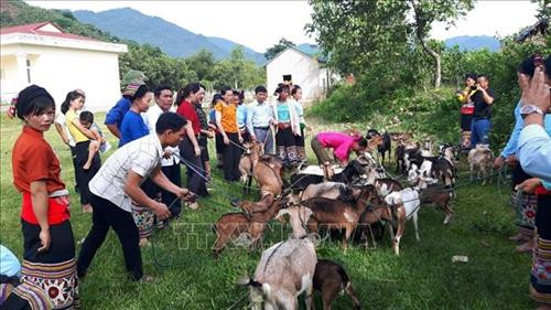Đại diện Hội LHPN tỉnh, lãnh đạo huyện Như Xuân trao dê cái sinh sản cho hội viên. Ảnh: Khiếu Tư - TTXVN Đại diện Hội LHPN tỉnh, lãnh đạo huyện Như Xuân trao dê cái sinh sản cho hội viên. Ảnh: Khiếu Tư - TTXVN
