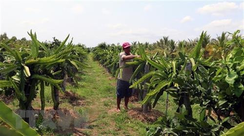 Vườn thanh long của người dân U Minh Thượng. Ảnh: TTXVN