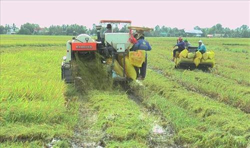 Người dân Bạc Liêu thu hoạch lúa. Ảnh: Huỳnh Sử - TTXVN