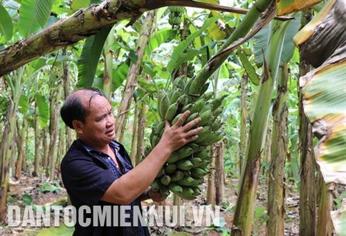 Ông Hà Quốc Vượng thu hoạch chuối. Ảnh: Hoàng Nguyên Ông Hà Quốc Vượng thu hoạch chuối. Ảnh: Hoàng Nguyên