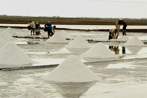Diêm dân huyện Đông Hải thu hoạch muối. Ảnh: Huỳnh Sử- TTXVN Diêm dân huyện Đông Hải thu hoạch muối. Ảnh: Huỳnh Sử- TTXVN