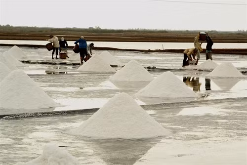Diêm dân huyện Đông Hải thu hoạch muối. Ảnh: Huỳnh Sử- TTXVN