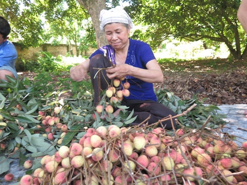 Nông dân xã Thanh Bính phấn khởi vì vải sớm được mùa, được giá. Nông dân xã Thanh Bính phấn khởi vì vải sớm được mùa, được giá.