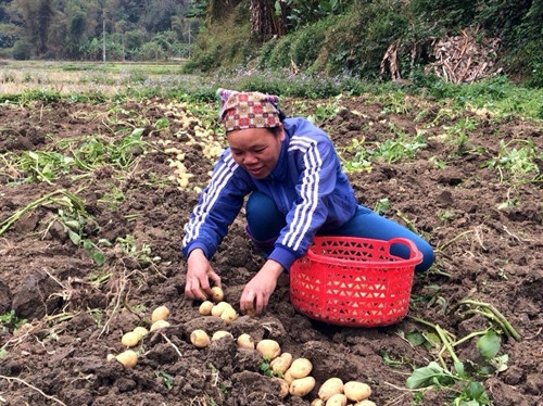 Người dân xã Địa Linh, huyện Ba Bể thu hoạch khoai tây. Người dân xã Địa Linh, huyện Ba Bể thu hoạch khoai tây.