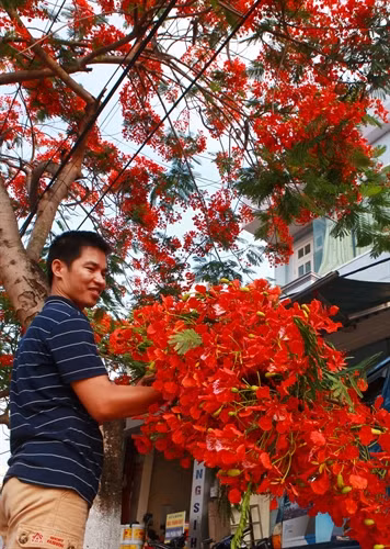 Một người dân Hải Phòng hái hoa về trang trí cho sân khấu văn nghệ phục vụ trẻ em nhân ngày Quốc tế Thiếu nhi 1-6. Ảnh: Lâm Khánh - TTXVN Một người dân Hải Phòng hái hoa về trang trí cho sân khấu văn nghệ phục vụ trẻ em nhân ngày Quốc tế Thiếu nhi 1-6. Ảnh: Lâm Khánh - TTXVN