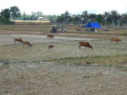 Năm 2015 và 2016, hạn hán xảy ra nghiêm trọng ở Khánh Hòa khiến hàng chục nghìn hecta lúa vụ hè thu phải ngừng sản xuất vì thiếu nước