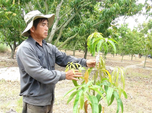Diện tích trồng xoài Úc đang phát triển mạnh tại huyện Cam Lâm, cây trồng được chọn để chuyển đổi trong đề án