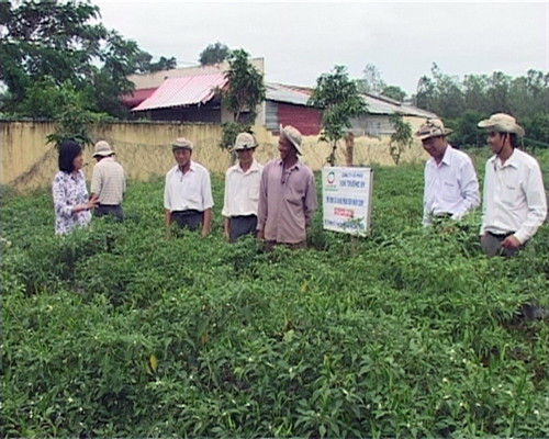 Trồng ớt chỉ thiên cho thu nhập cao ảnh 1