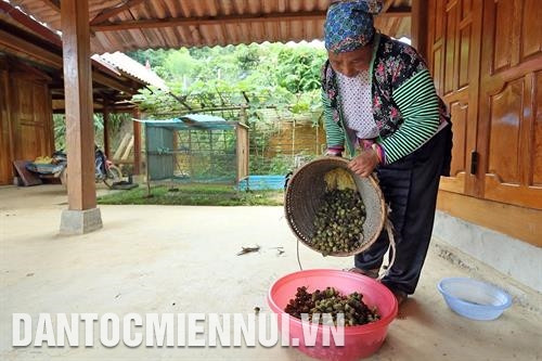 Với đặc tính dễ trồng, dễ chăm sóc, giá thành sản phẩm cao, đầu ra ổn định, sa nhân đã trở thành cây xóa đói, giảm nghèo cho đồng bào dân tộc Mông ở xã Tỏa Tình, huyện Tuần Giáo. Ảnh: Phan Tuấn Anh Nhờ thu nhập cao từ cây sa nhân, nhiều hộ đồng bào dân tộc Mông ở xã Tỏa Tình, huyện Tuần Giáo đã thoát nghèo và vươn lên làm giàu. Ảnh: Phan Tuấn Anh Với đặc tính dễ trồng, dễ chăm sóc, giá thành sản phẩm cao, đầu ra ổn định, sa nhân đã trở thành cây xóa đói, giảm nghèo cho đồng bào dân tộc Mông ở xã Tỏa Tình, huyện Tuần Giáo. Ảnh: Phan Tuấn Anh Nhờ thu nhập cao từ cây sa nhân, nhiều hộ đồng bào dân tộc Mông ở xã Tỏa Tình, huyện Tuần Giáo đã thoát nghèo và vươn lên làm giàu. Ảnh: Phan Tuấn Anh